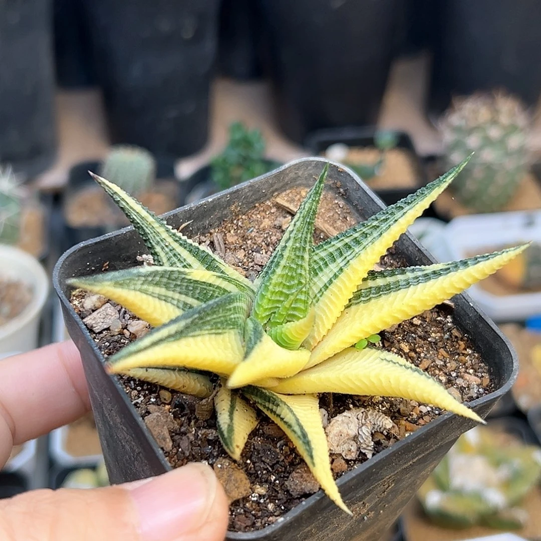 琉璃殿锦一颗7.7cm一颗