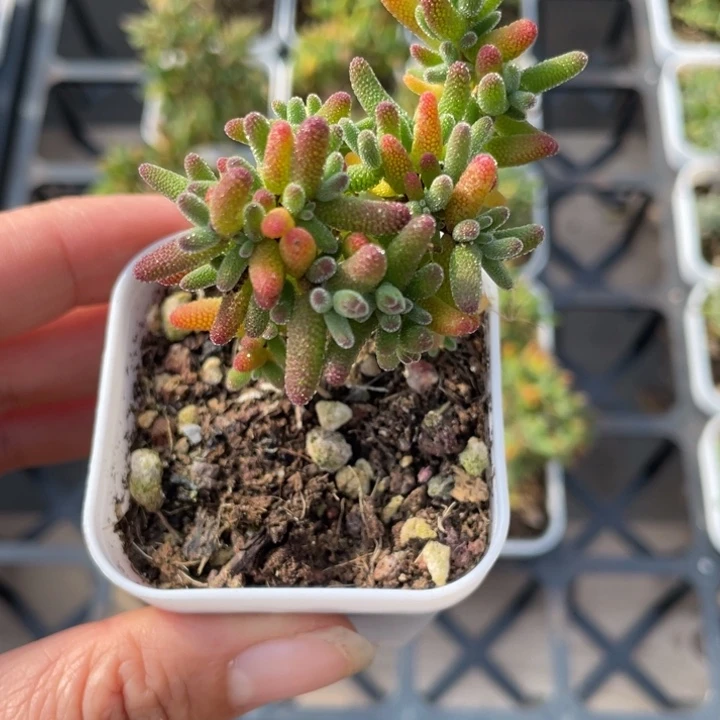 糖球枝干番杏一颗20包邮新疆西藏不发