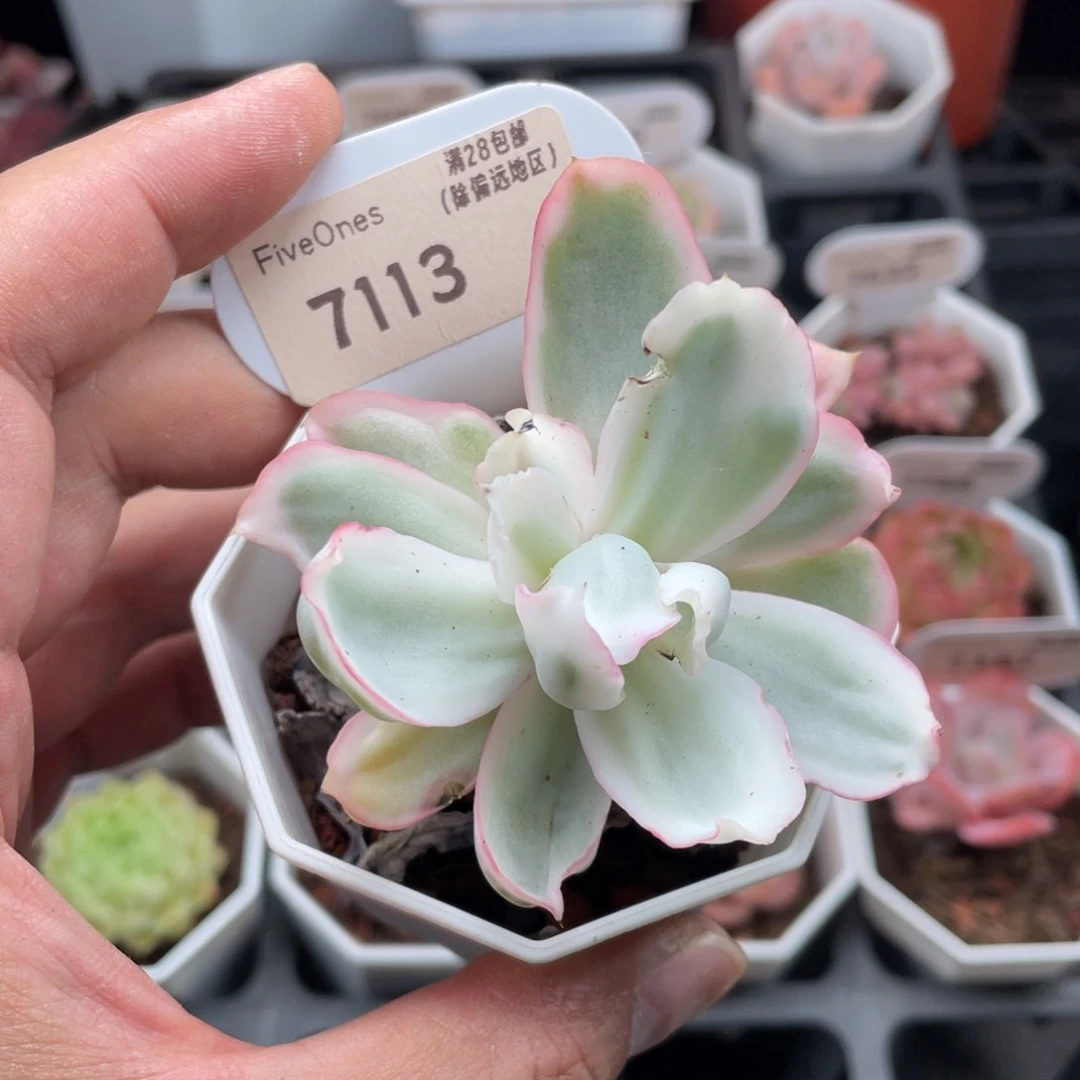 伯克利锦7113-6.5厘米