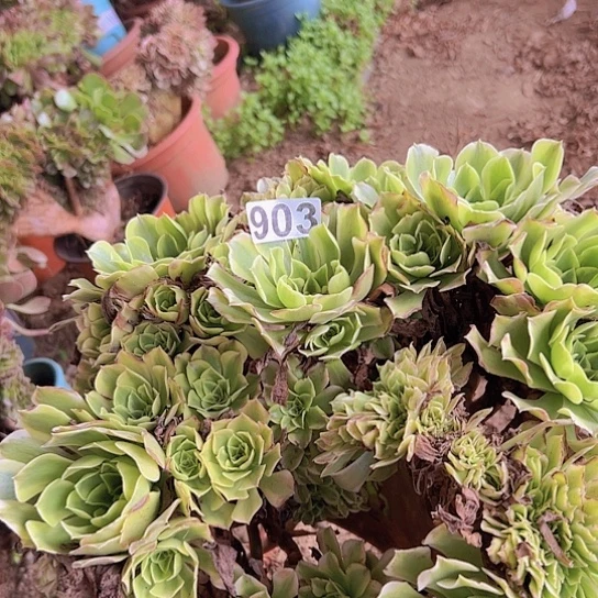 君***君多肉植物一个绿恩莎追