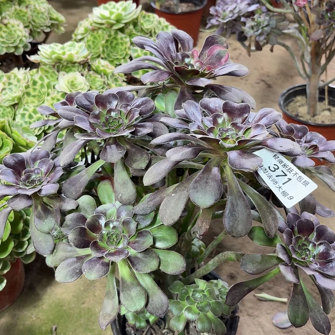 371花蝴蝶多肉植物