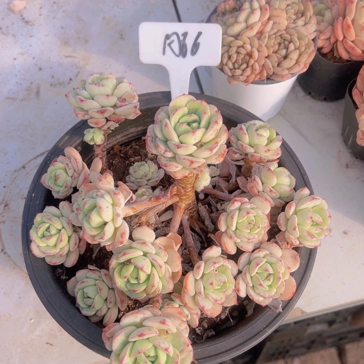 健健康康平平安安