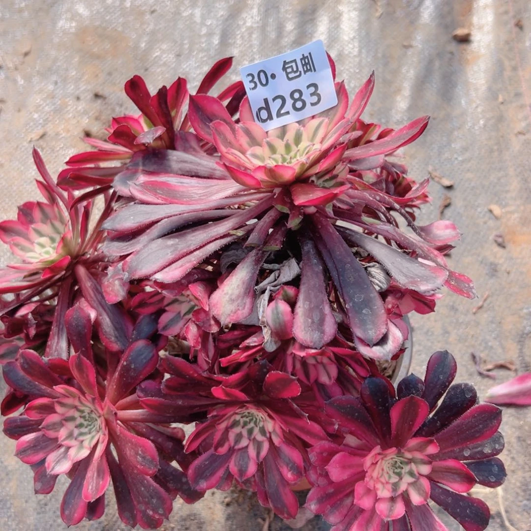 283红铜白多肉法师