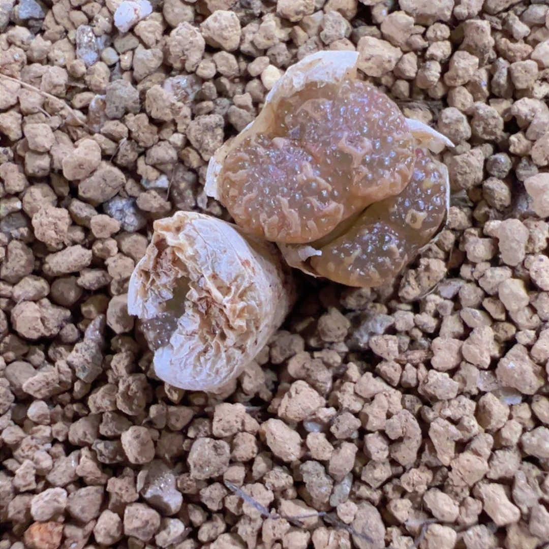 30-127泡泡勋章多肉植物