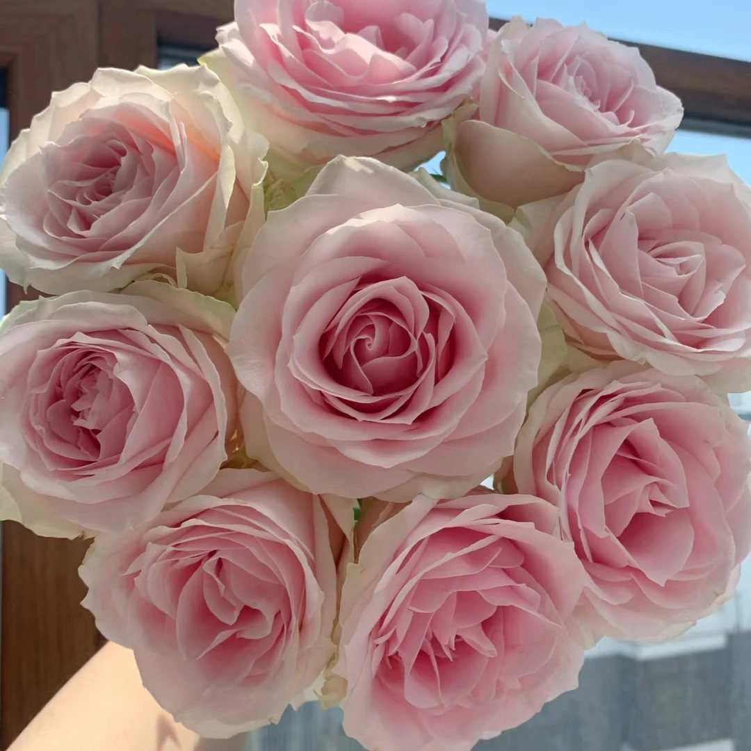 【玫瑰大全】3单1运费/云南鲜切花可发新疆西藏乡镇