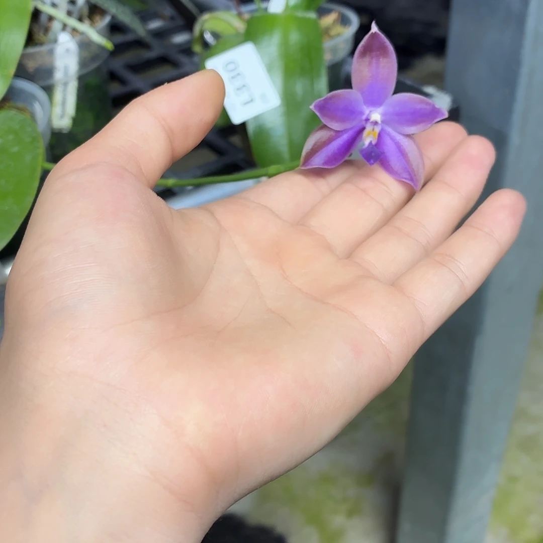 当前无花朵，栽培后可花朵l352瑕疵三寸ys1230