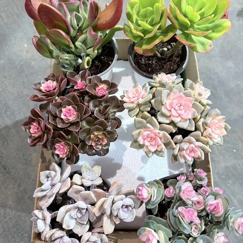 （6盆精品多肉满满一箱）多肉植物带盆带土种好栽好不重复发货