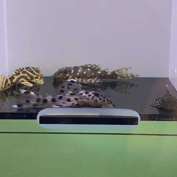 清道夫鱼组合4条3号