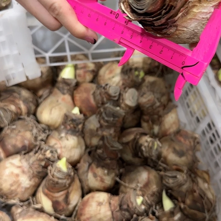 粉黛6.5公分花后球