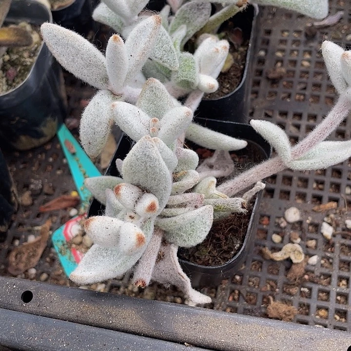 大白兔2.8带盆土发