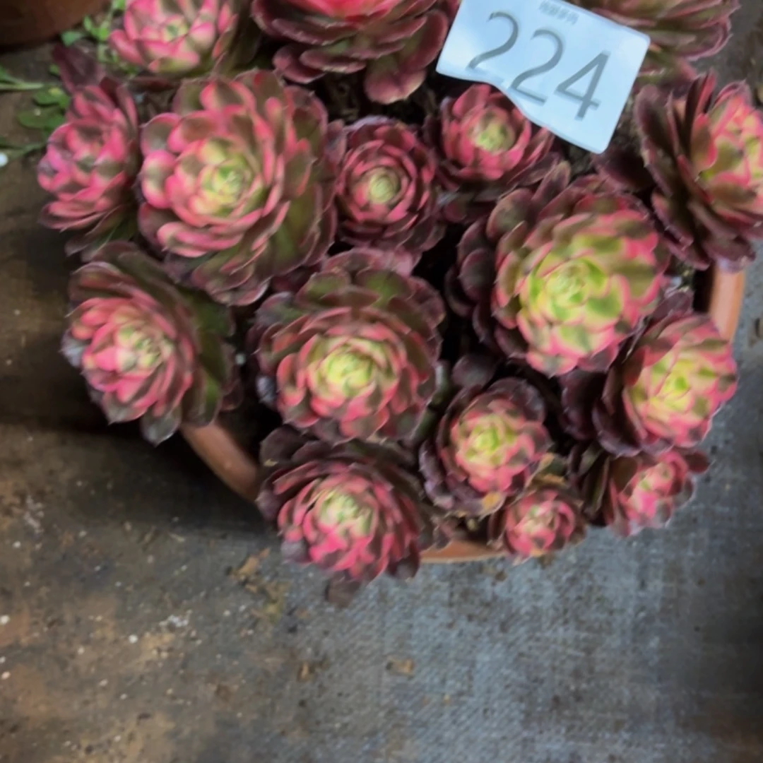 多肉植物福利224荔枝