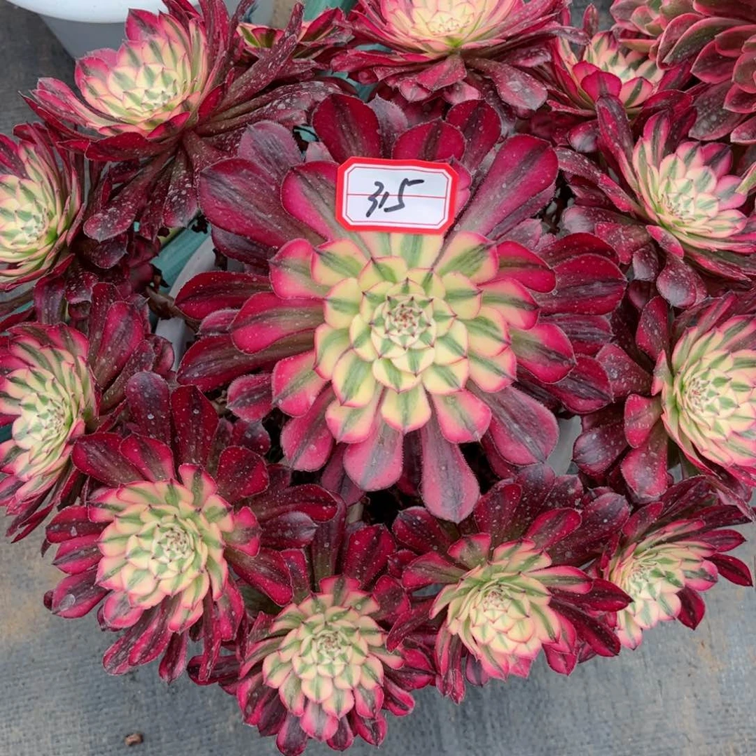 缘*多肉植物315号多肉植物