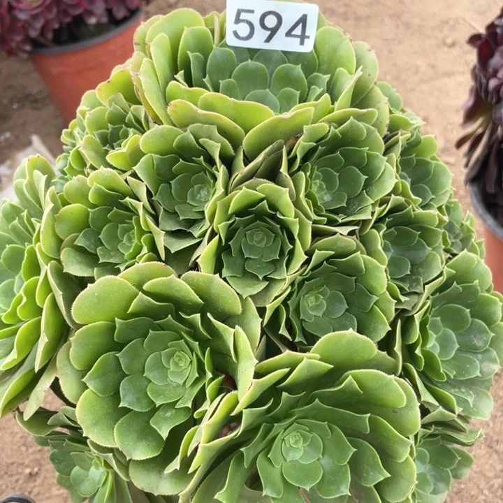 594多肉绿玫瑰植物