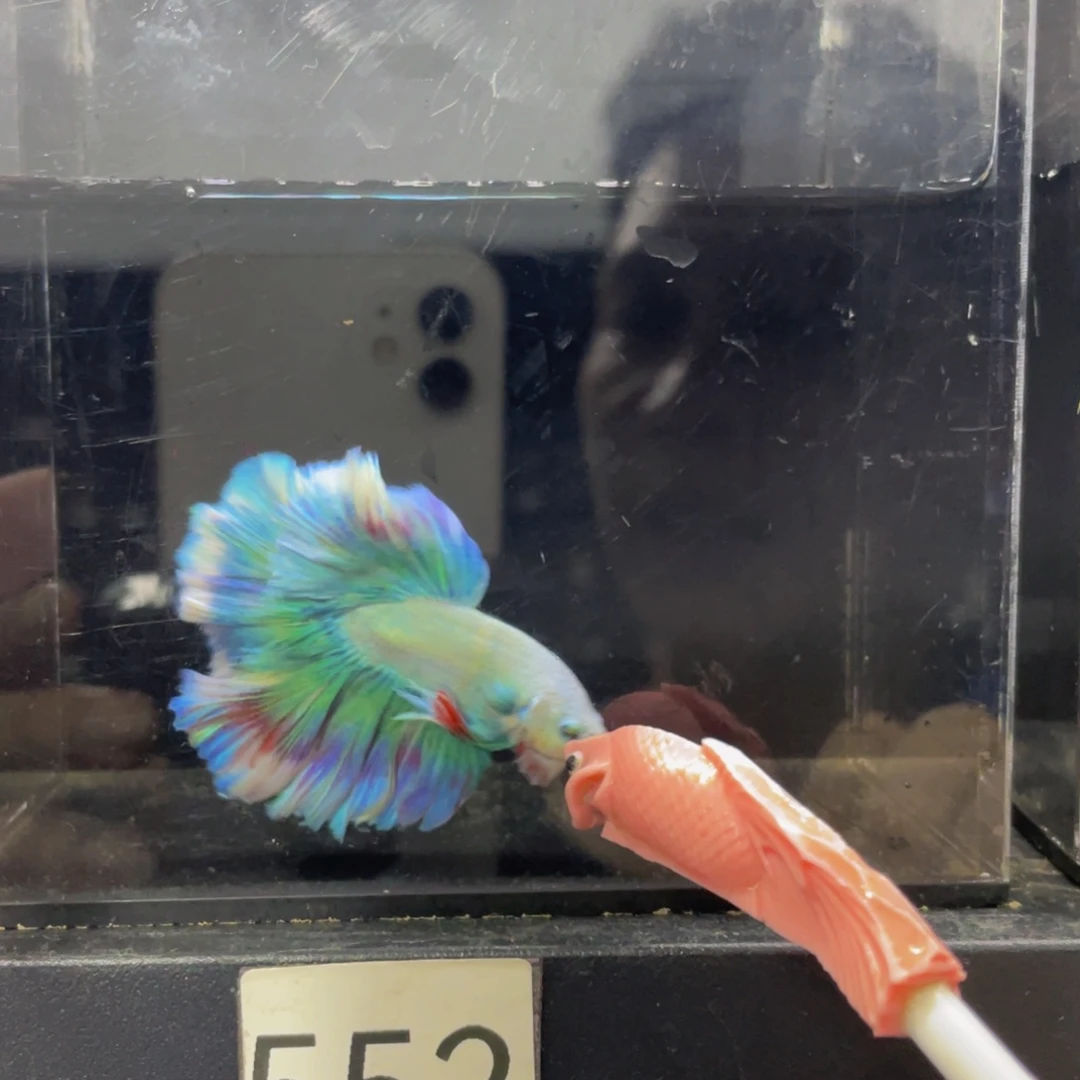 海水鱼Hahahaha552