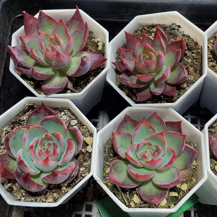 八角盆惊鸿带盆土发货