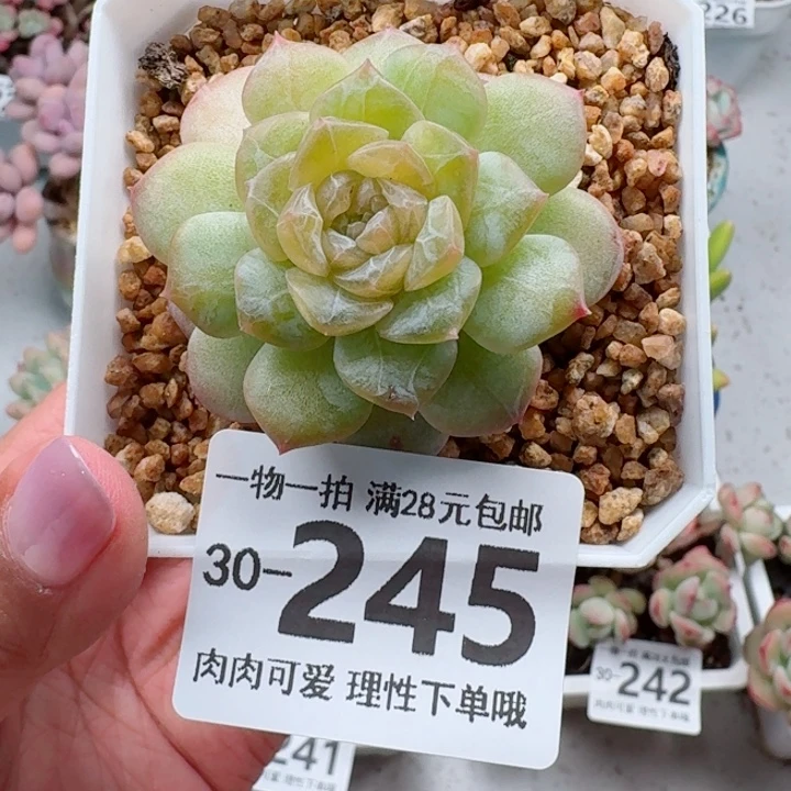 玻璃樽多肉无盆土发货多