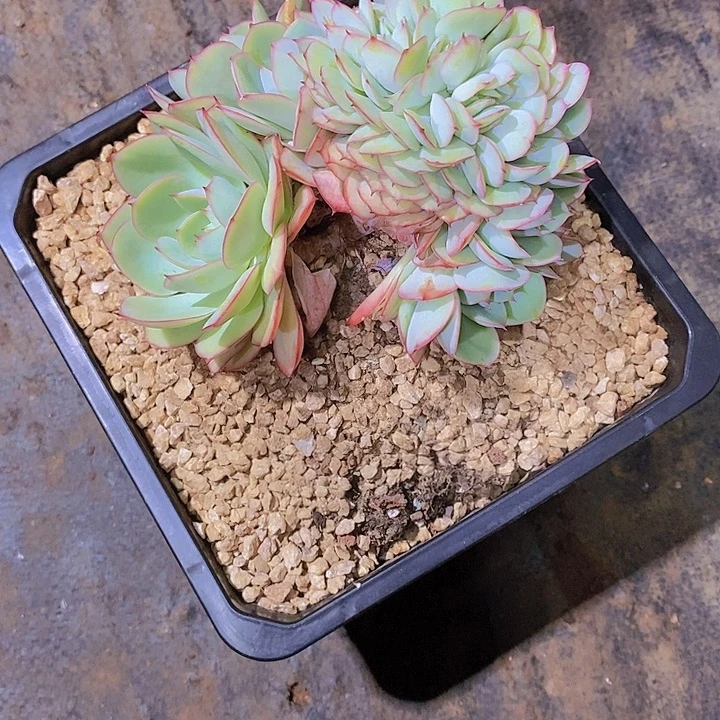 @****牡丹亭多肉植物老桩