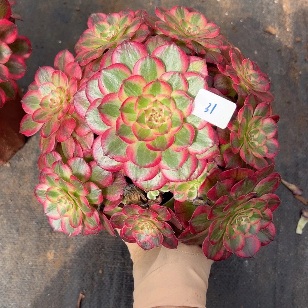 31云荷多肉嘻嘻嘻嘻