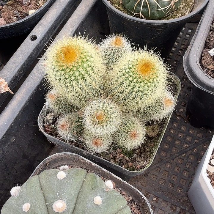 实生金丝猴群6仙人球