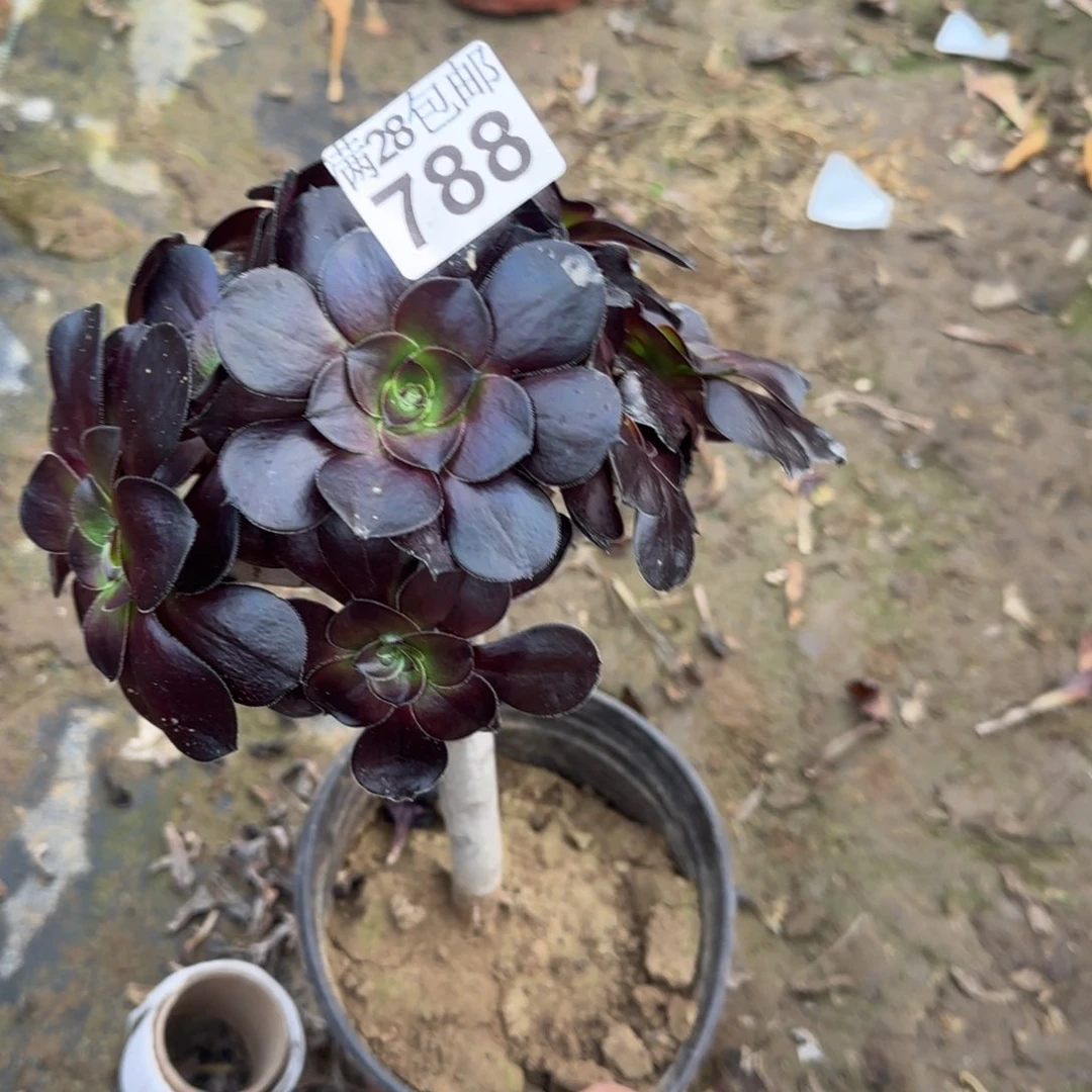 巫毒多肉788满28包邮断枝不包