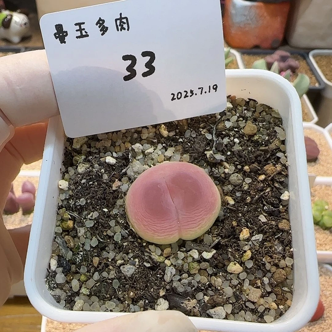 (***)多肉多肉多肉7.19-033