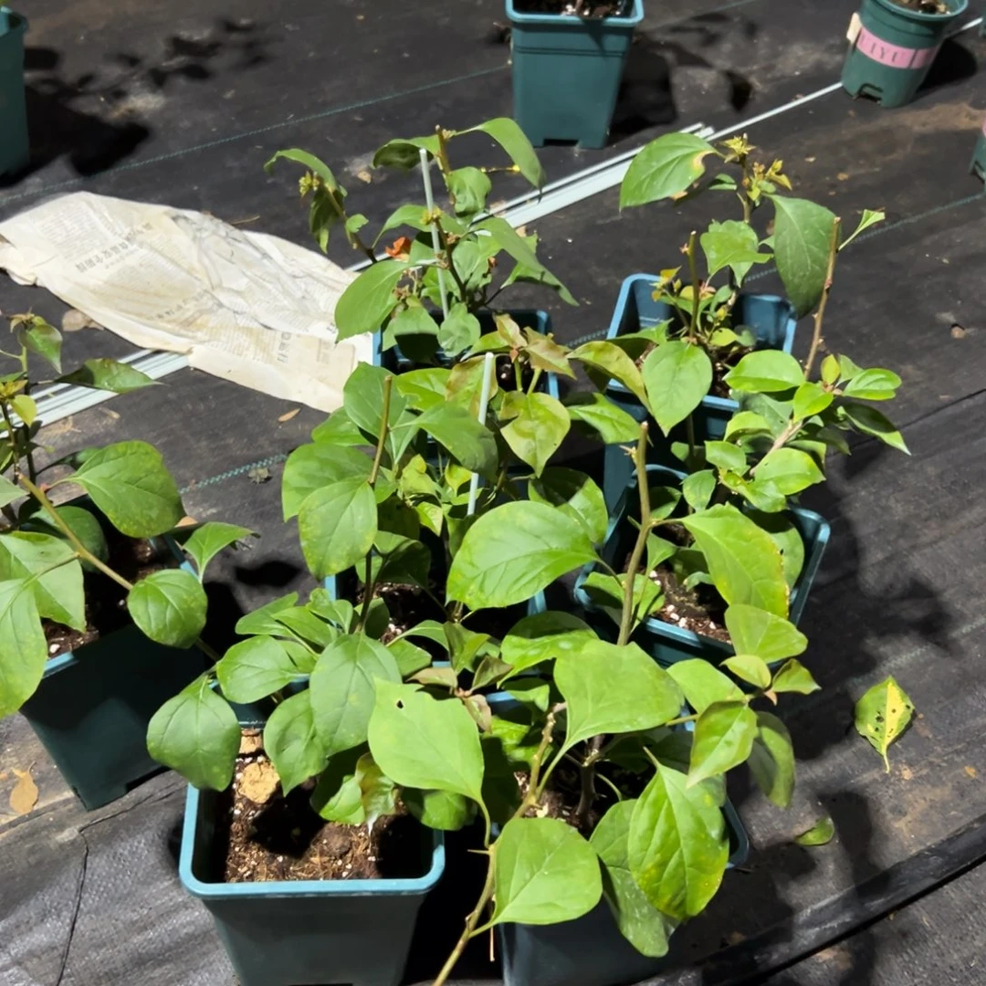 无花朵【橙口红一棵】随机发货福利款不售后