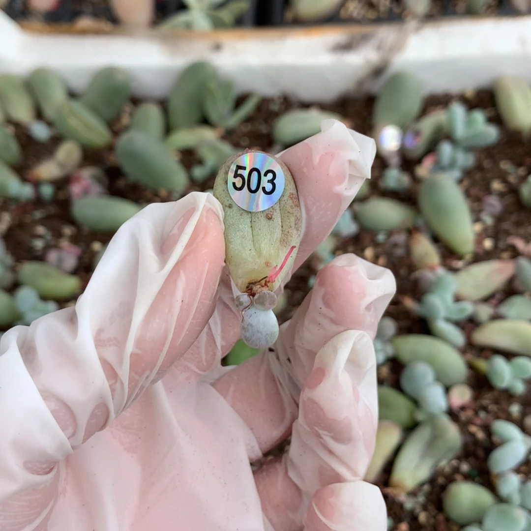 米可叶插哈哈哈哈哈哈503