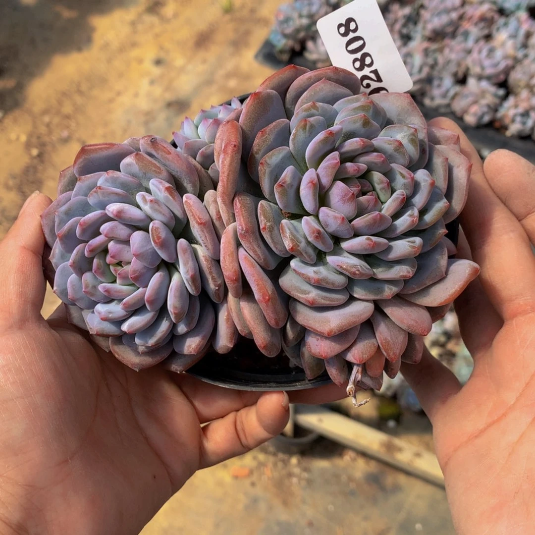 花***花92808星星橙一个嗯嗯嗯嗯嗯嗯好喜欢