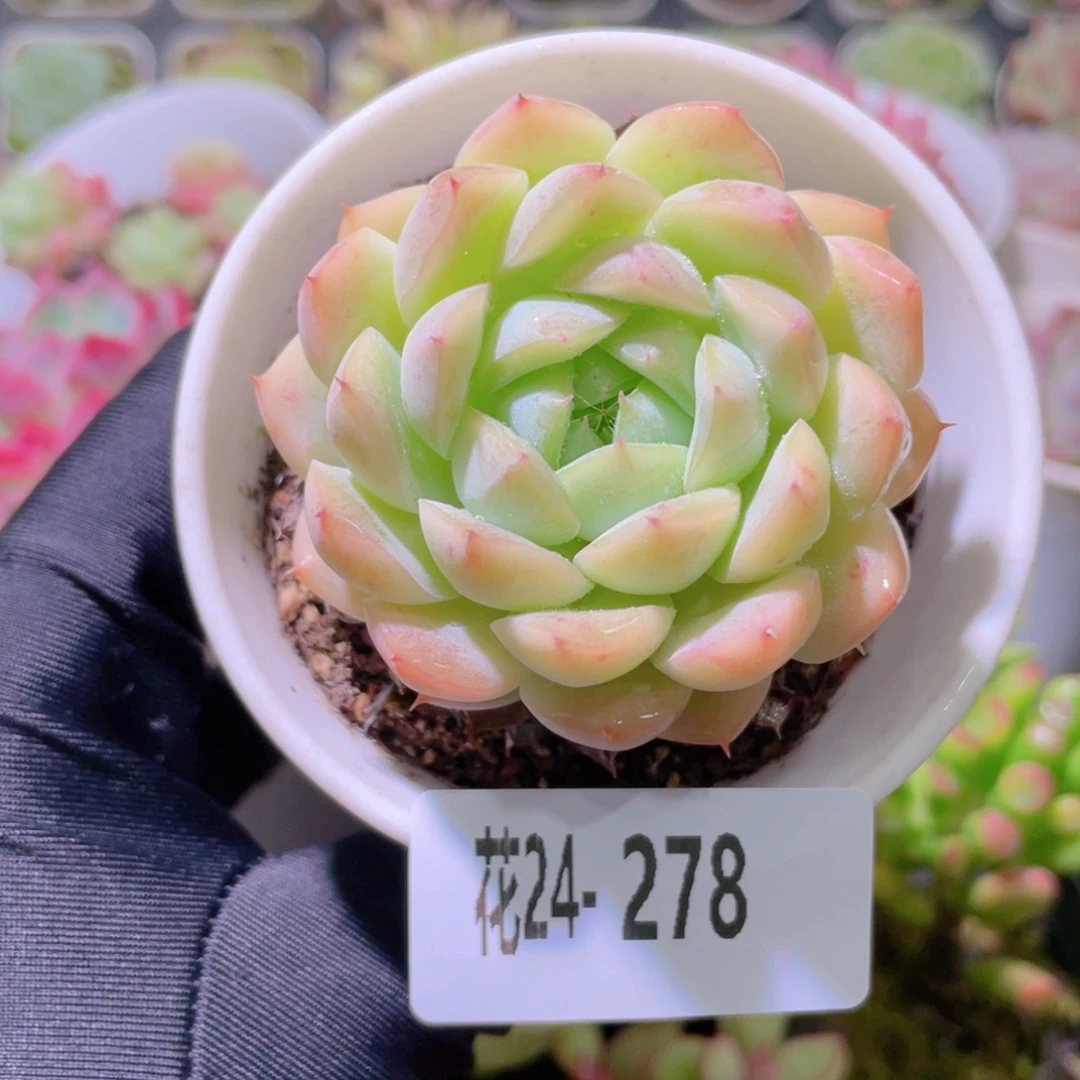 花利美24-278新品