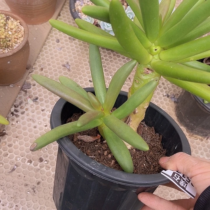椰子树25126多肉植物