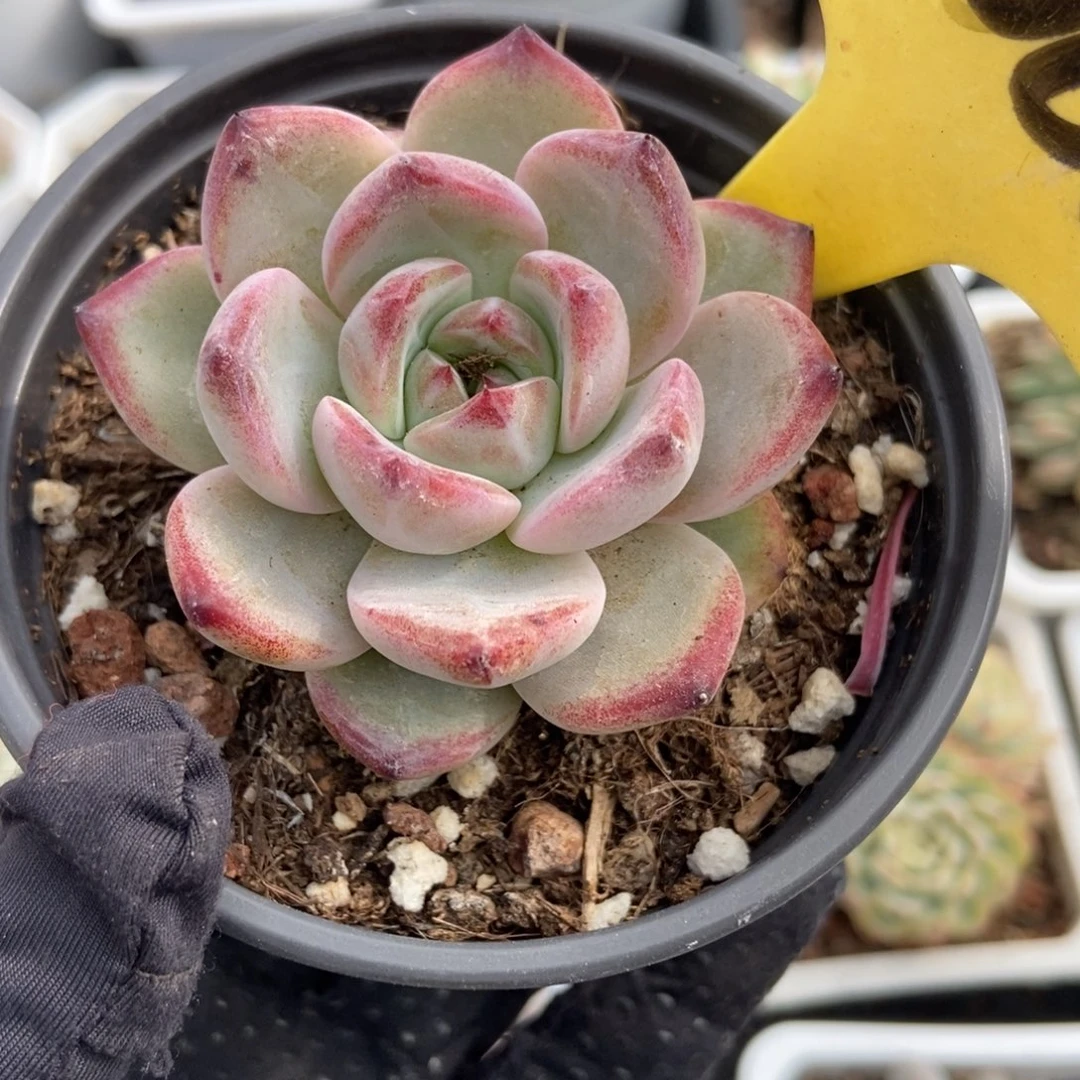 2066夜魔侠多肉植物保护