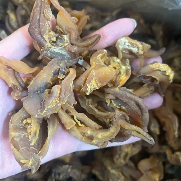 原色响螺嘴无加工