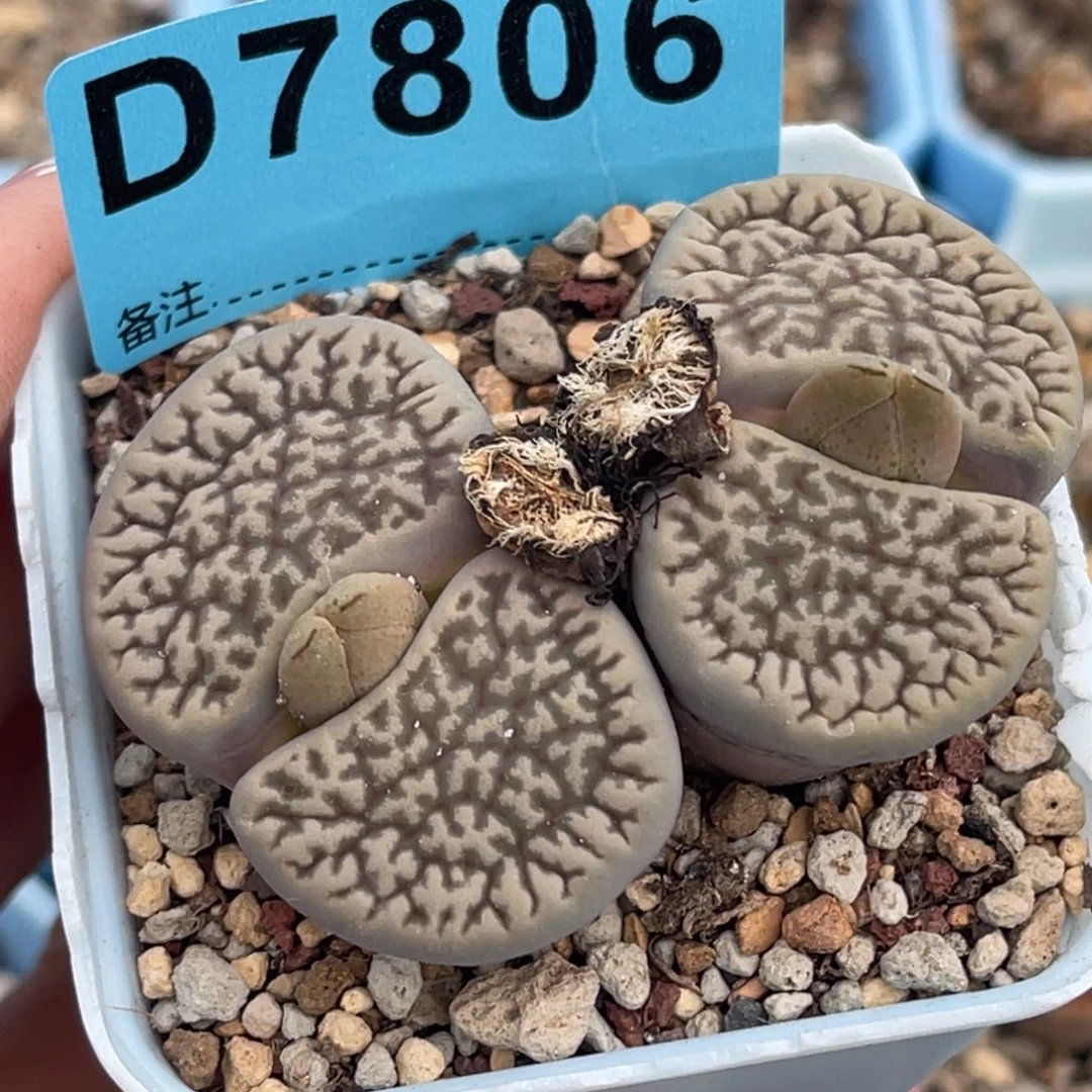 7806双头富贵一颗