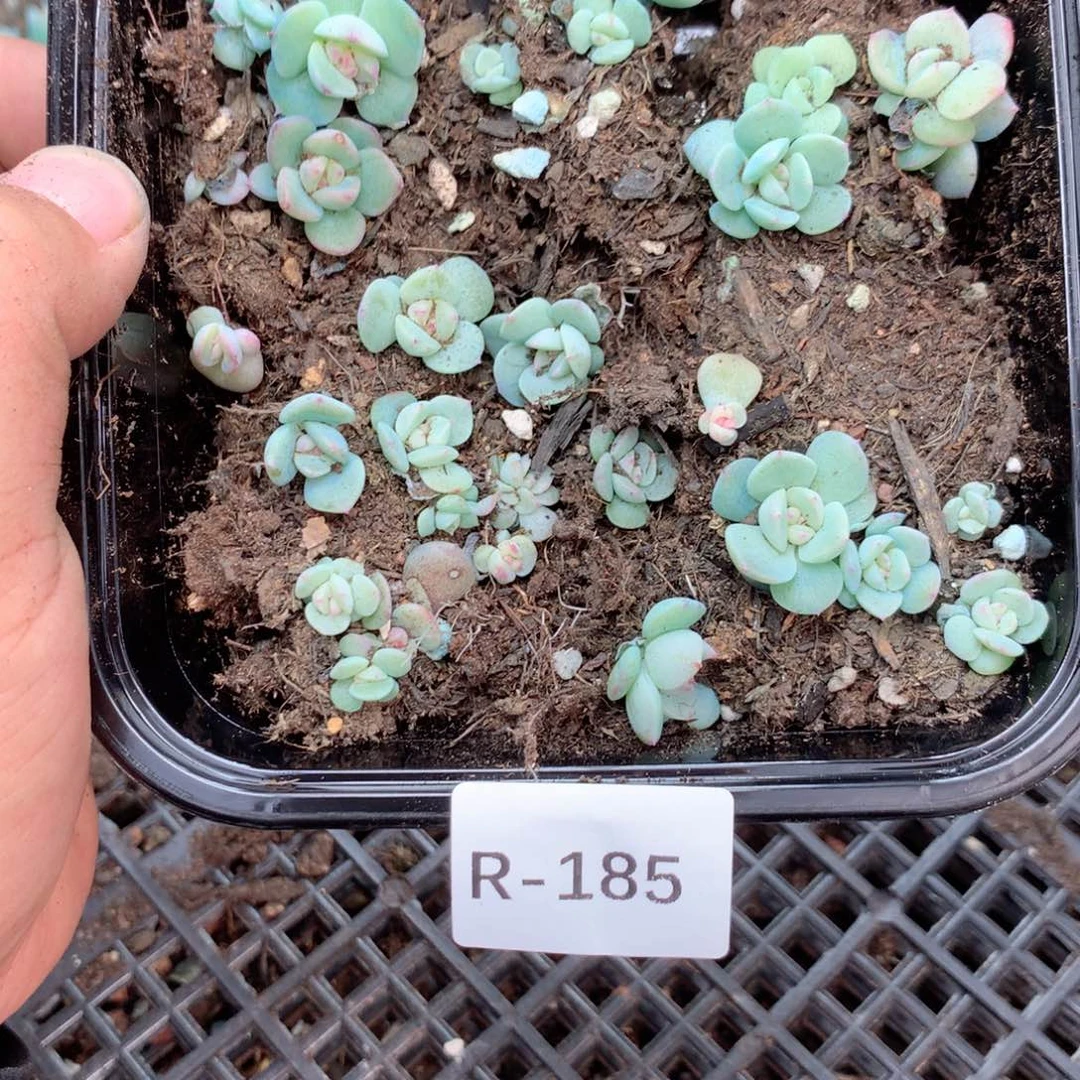 无花朵R185英语英语
