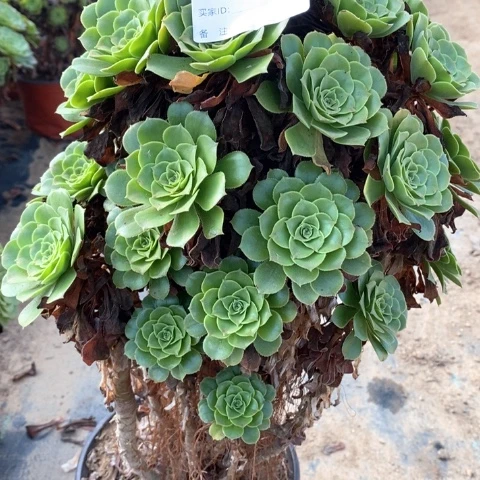 绿羊绒法师魅金玫瑰756