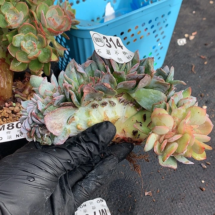 白凤缀化 瑕疵 多肉植物 9.23后发