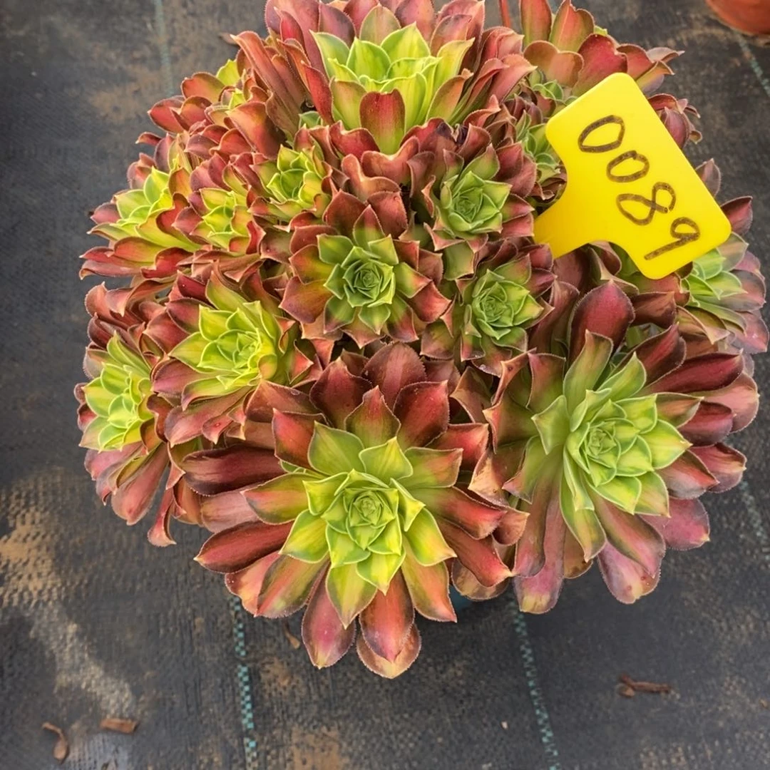 0089韶华一物一拍