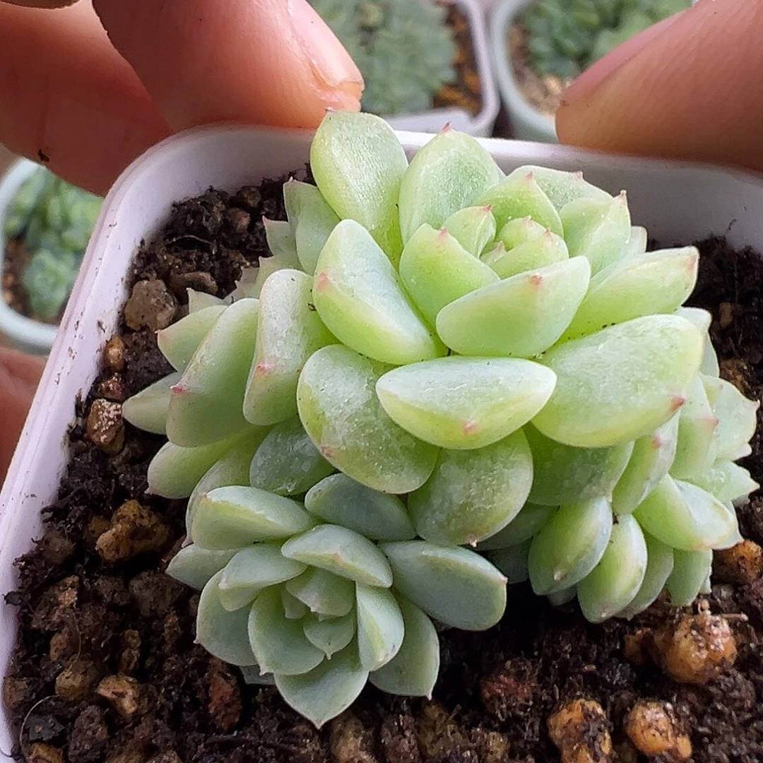 五头纸鸢甜心 下播福利