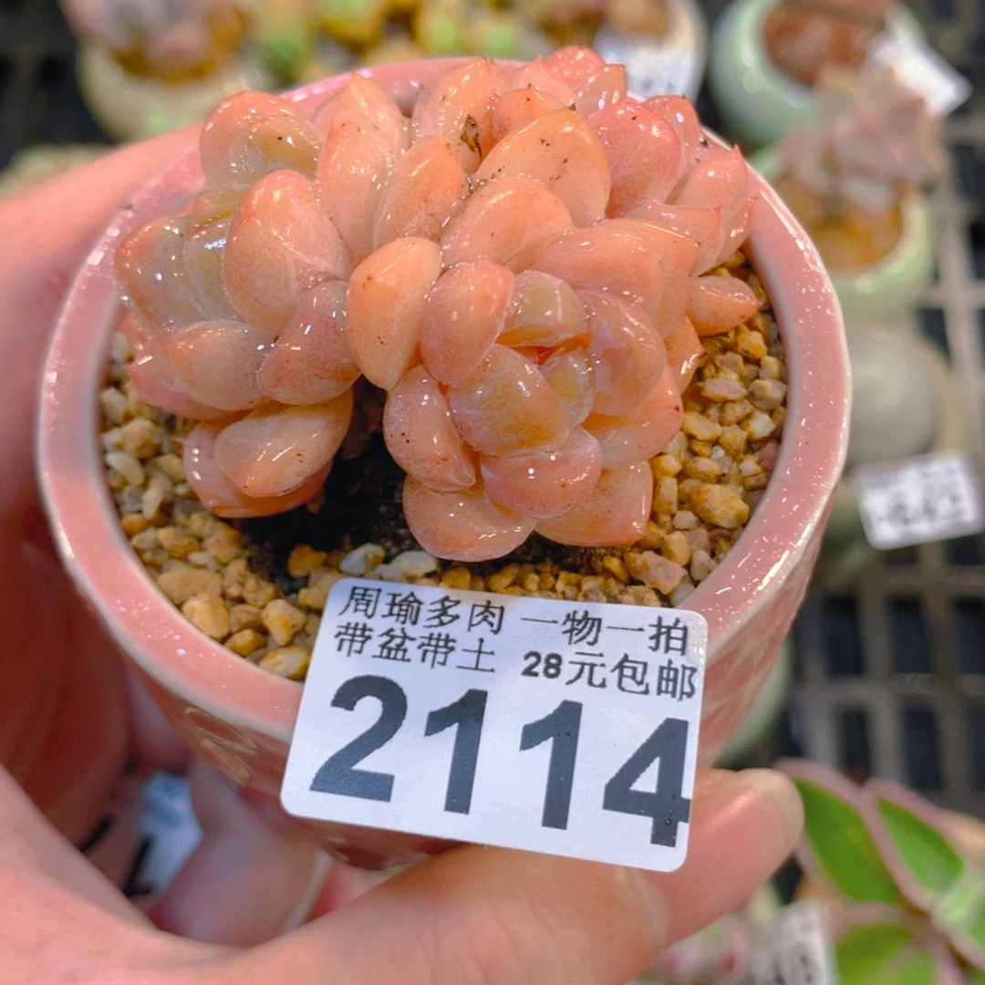 5厘米盆精控多肉2114