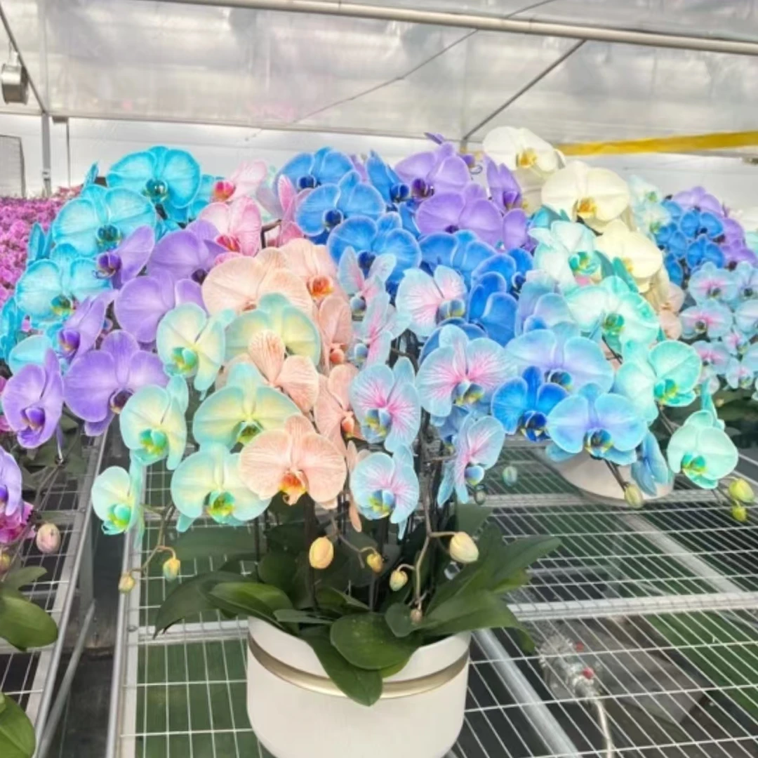 6颗 单剑拼色马卡龙蝴蝶兰吸色蝴蝶兰 不含盆带花和花苞发货