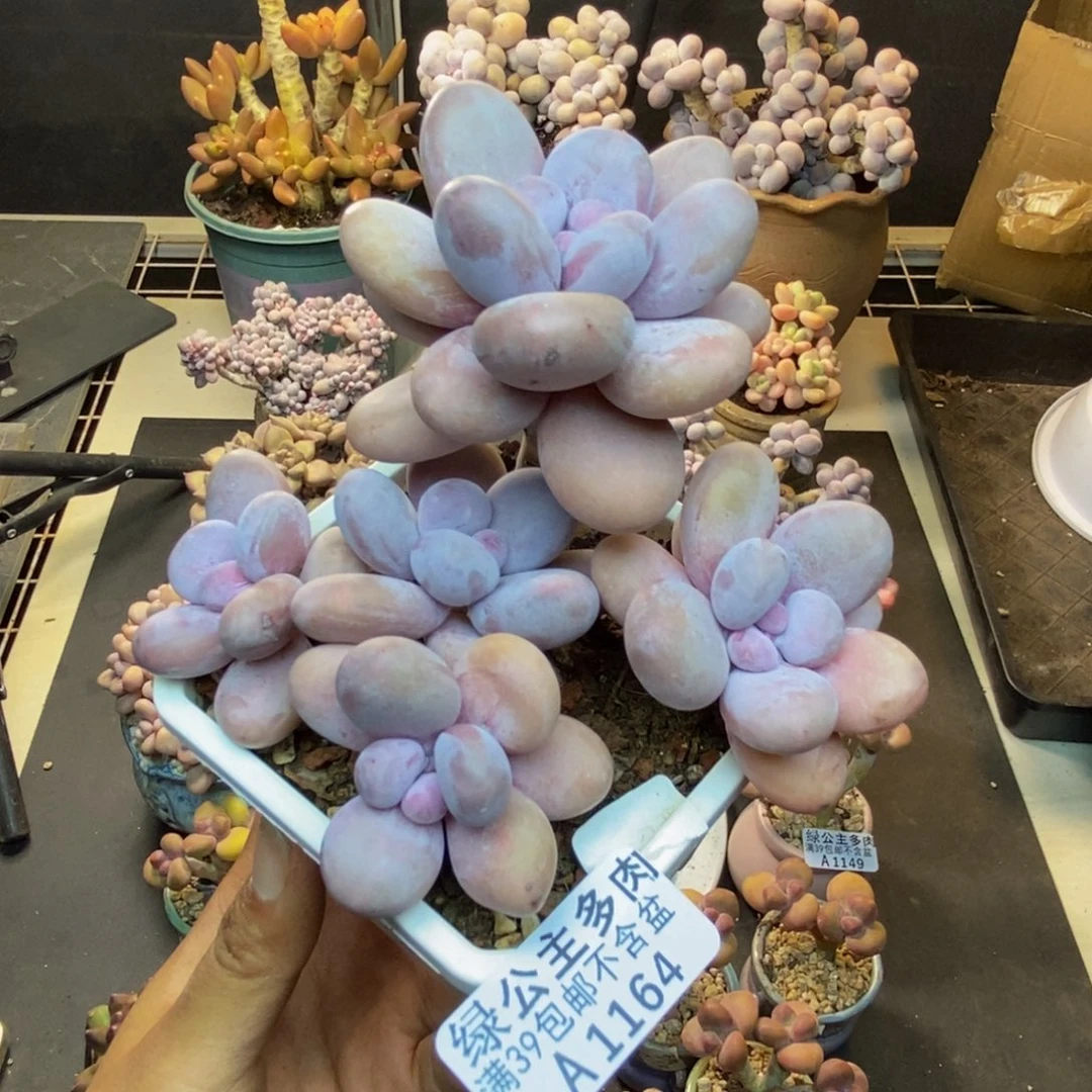 164水光针多肉8c m
