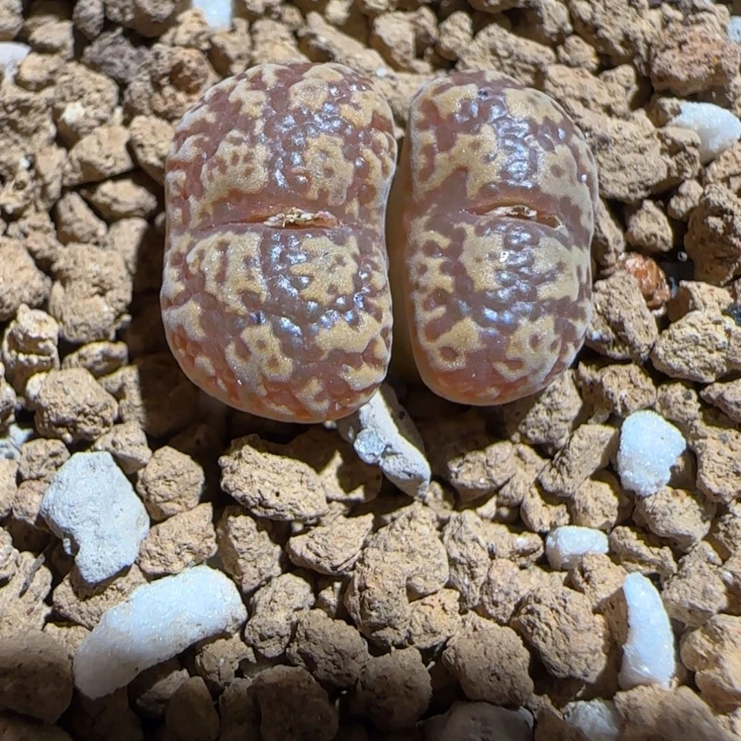 肉锥多肉植物组合-勋章680