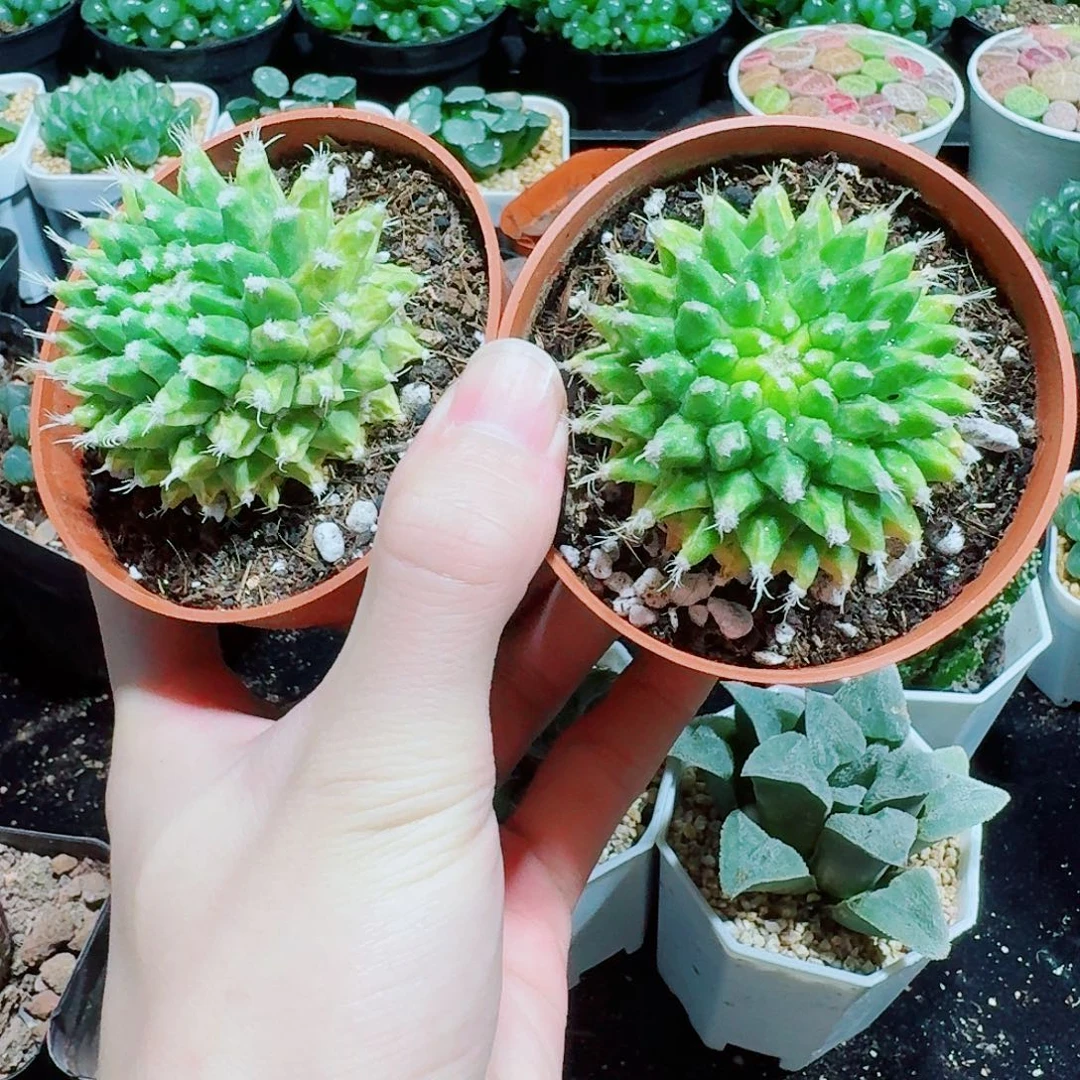 2颗，菠萝球，9.9，6666