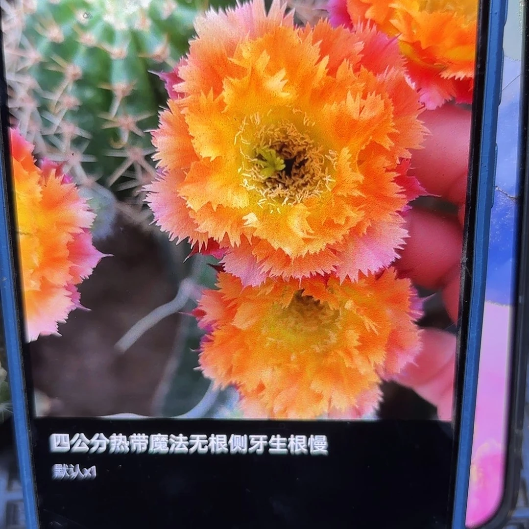 热带魔法无根侧牙四五公分13