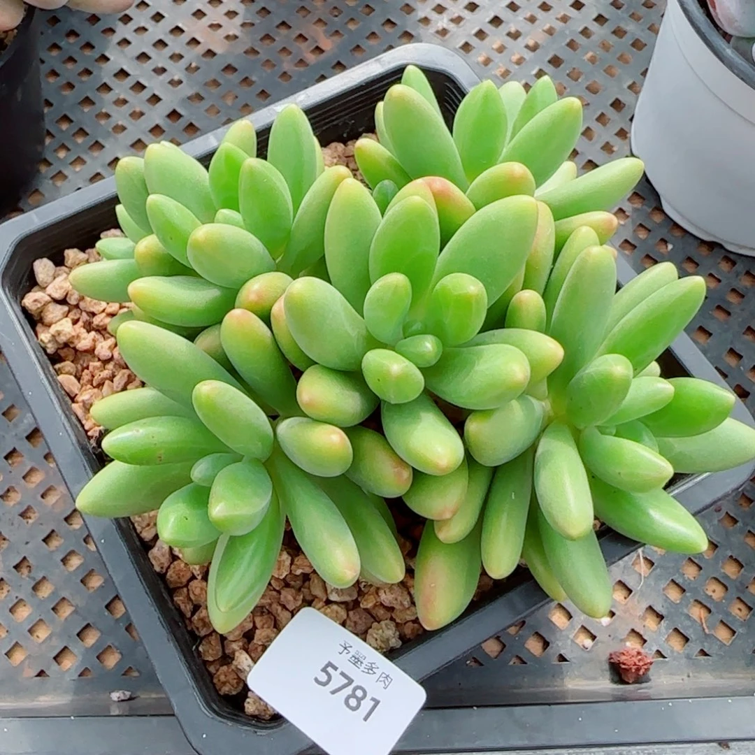 金洛，5781多肉植物
