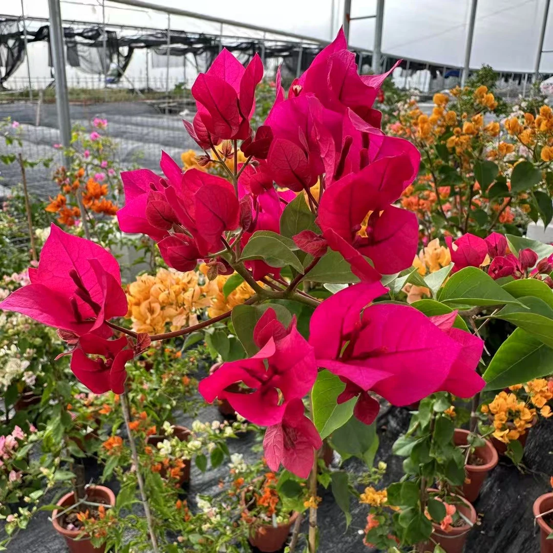 3号三角梅带花大苗盆栽四季开花卉爬藤重瓣植物适合室内外种植