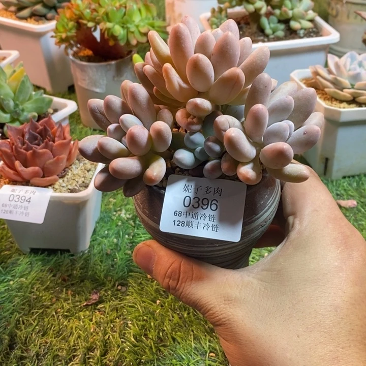 0396啊啊啊啊啊啊啊啊啊啊啊