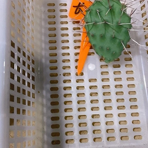雨***！仙人掌硫磺长枪一片