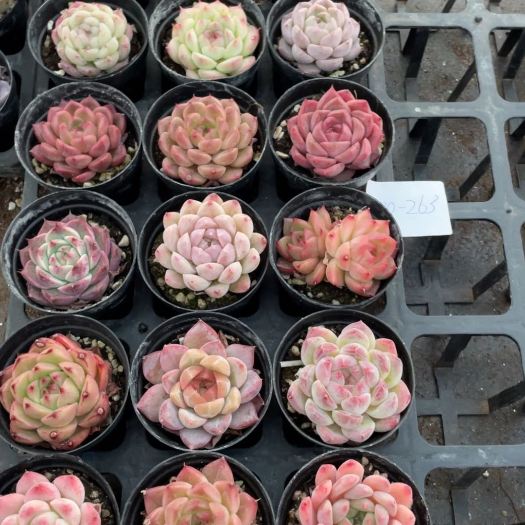 一物一拍18颗30-263