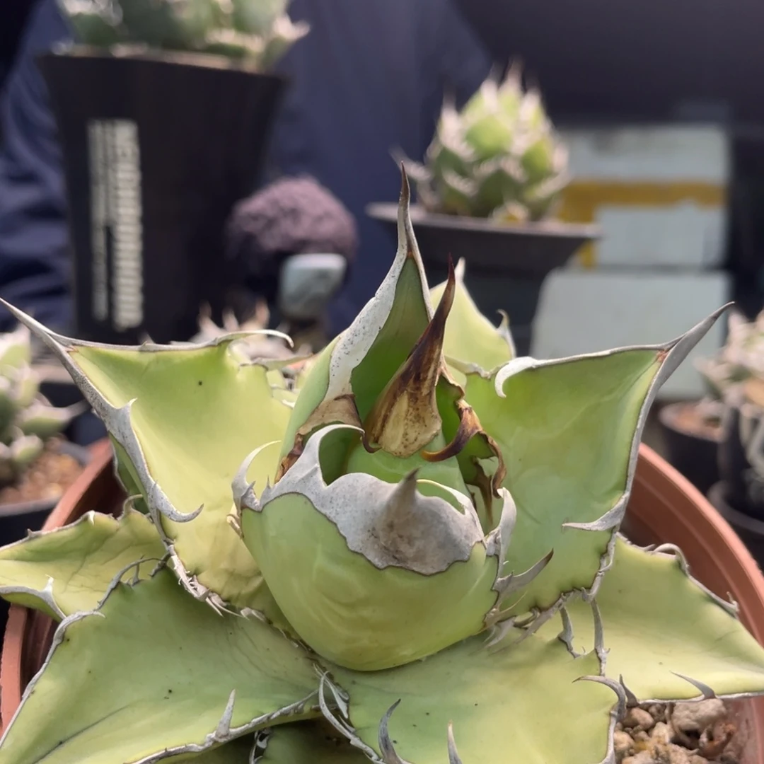 野二66666666666666